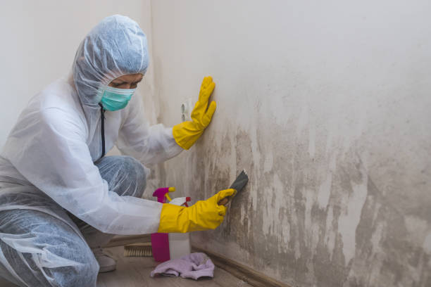 Professional Mold Removal in Hawi, HI