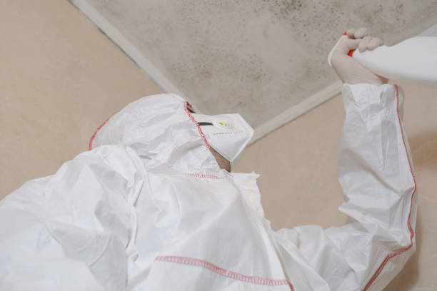 Best Certified Mold Removal  in Hawi, HI