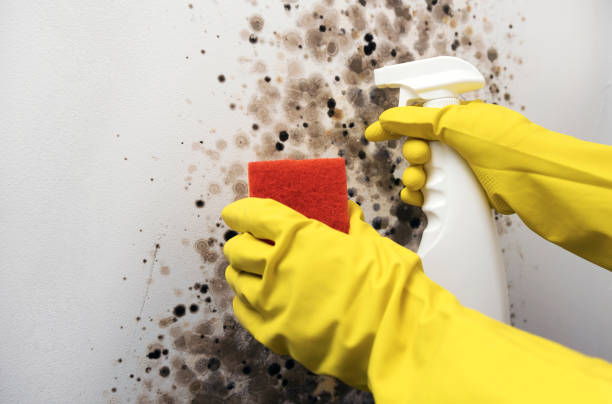 Best Commercial Mold Removal  in Hawi, HI