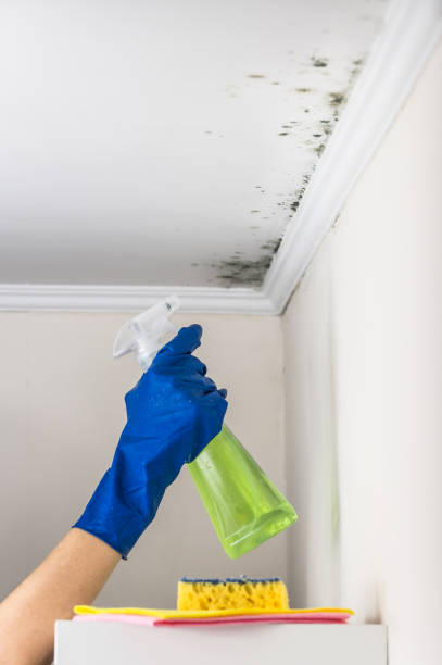 Best Best Mold Removal Companies  in Hawi, HI